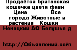 Продаётся британская кошечка цвета фавн › Цена ­ 10 000 - Все города Животные и растения » Кошки   . Ненецкий АО,Белушье д.